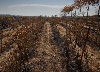 Incendie dans l’Aude : avec les huit millions d’euros débloqués par l’État, les viticulteurs sont-ils rassurés ?