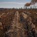 Incendie dans l’Aude : avec les huit millions d’euros débloqués par l’État, les viticulteurs sont-ils rassurés ?