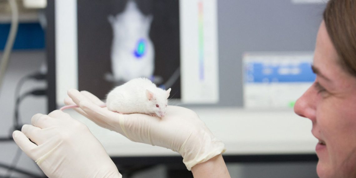 Maladie d’Alzheimer : une expérience lumineuse prometteuse sur des souris à Strasbourg