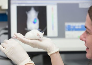 Maladie d’Alzheimer : une expérience lumineuse prometteuse sur des souris à Strasbourg