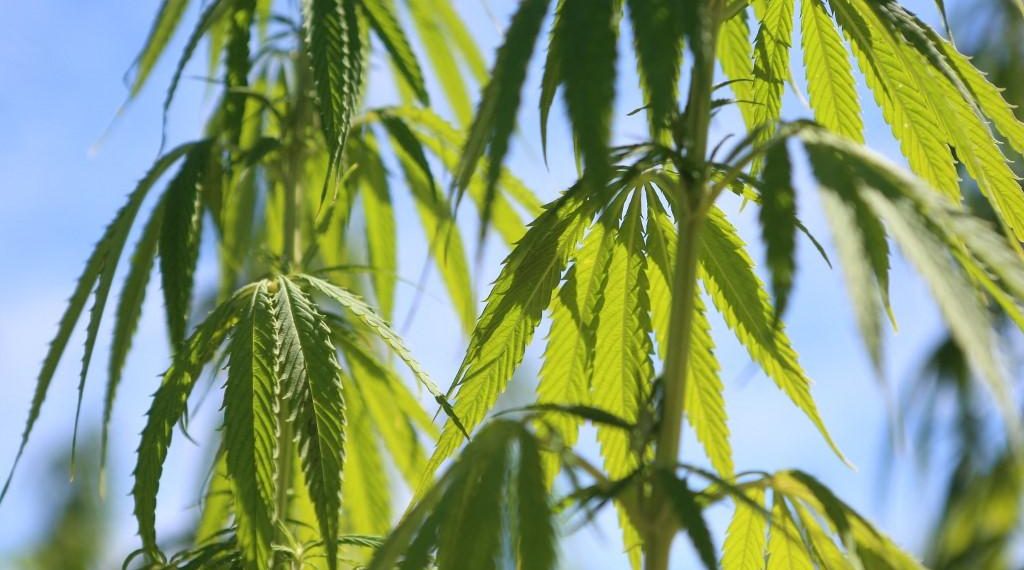 Bébé intoxiqué au cannabis dans les Yvelines : les parents, Algériens en situation irrégulière, visés par une OQTF