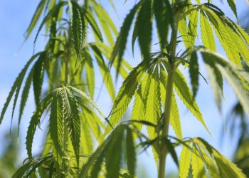 Bébé intoxiqué au cannabis dans les Yvelines : les parents, Algériens en situation irrégulière, visés par une OQTF
