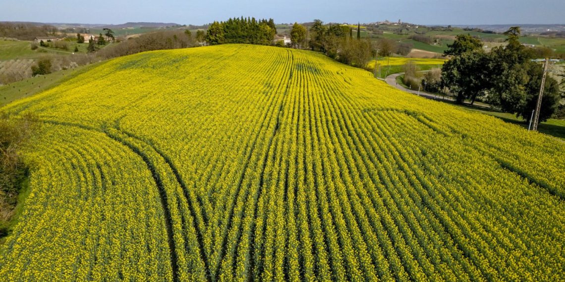 Punaises des champs : dans le sud de la France, ces insectes envahissent des maisons