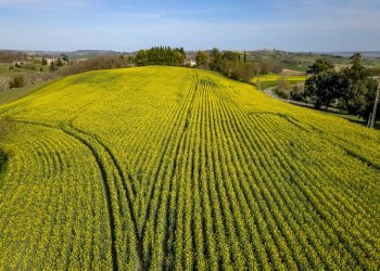 Punaises des champs : dans le sud de la France, ces insectes envahissent des maisons