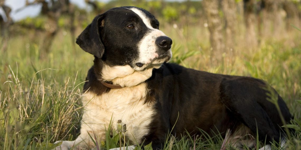 Italie : un migrant malien égorge un chien pour «le manger», la population sous le choc