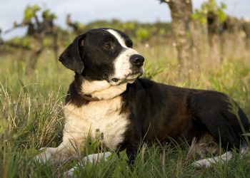 Italie : un migrant malien égorge un chien pour «le manger», la population sous le choc