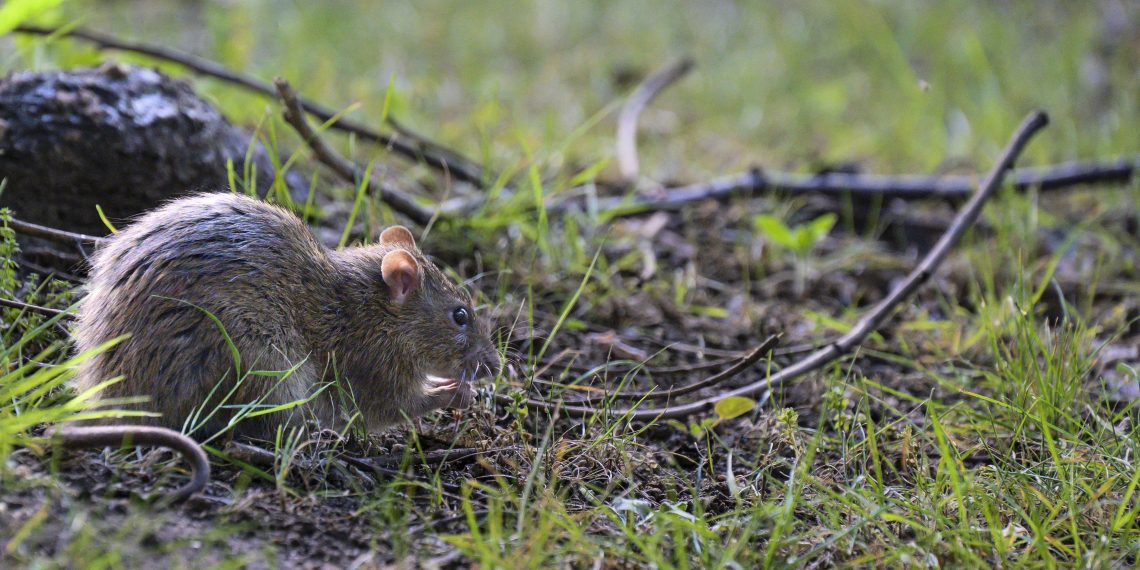 «Un animal très doux» : la campagne surréaliste d’un élu pour dédiaboliser le rat
