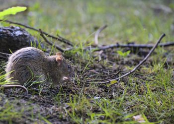 «Un animal très doux» : la campagne surréaliste d’un élu pour dédiaboliser le rat