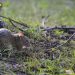 «Un animal très doux» : la campagne surréaliste d’un élu pour dédiaboliser le rat