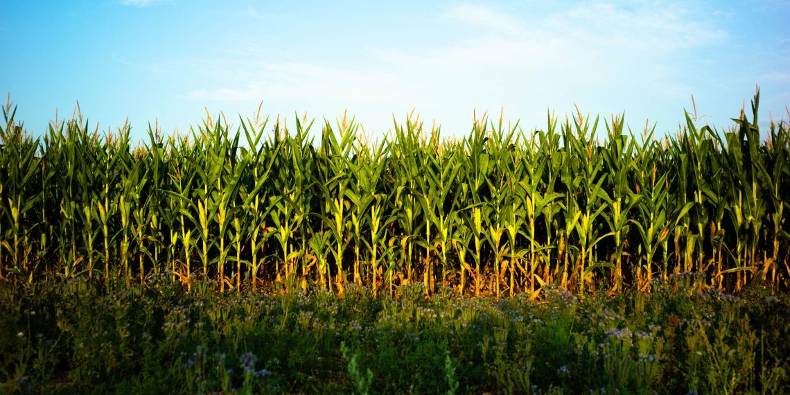 «Le maïs piétiné est foutu pour l’année» : les rodéos agricoles exaspèrent les agriculteurs de Haute-Saône