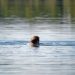 Gers : Grosse frayeur pour un ado entraîné vers le fond d’un lac par un mystérieux poisson