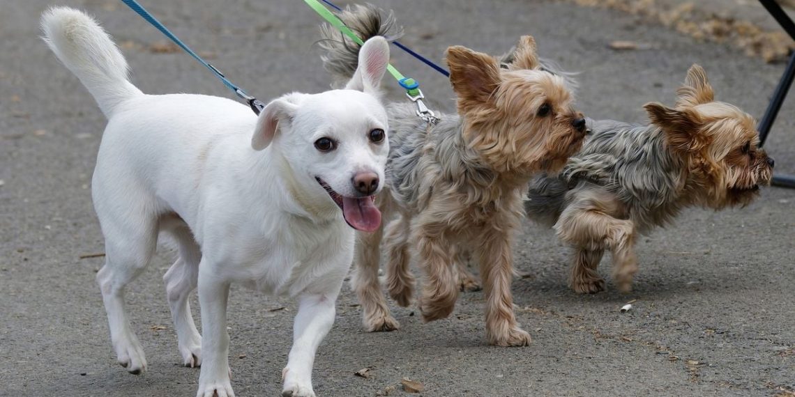 Paris : Une étrange poudre blanche dispersée dans un parc canin, les propriétaires de chiens inquiets