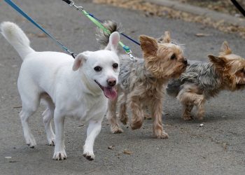 Paris : Une étrange poudre blanche dispersée dans un parc canin, les propriétaires de chiens inquiets