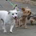Paris : Une étrange poudre blanche dispersée dans un parc canin, les propriétaires de chiens inquiets