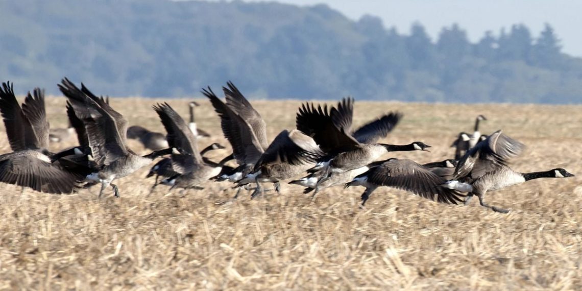 Essonne : L’unique terrain de sport de la commune ravagé par une espèce invasive d’oies