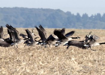Essonne : L’unique terrain de sport de la commune ravagé par une espèce invasive d’oies