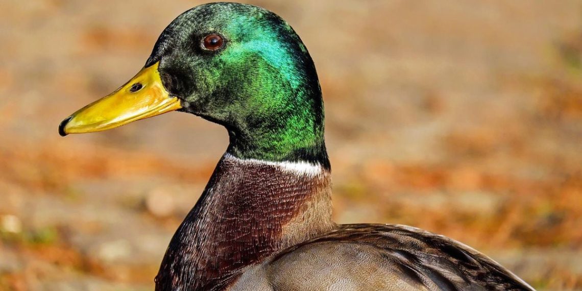 Meurthe-et-Moselle : Sauvetage d’un canard qui vivait avec une flèche d’arbalète dans le corps depuis plusieurs semaines