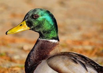 Meurthe-et-Moselle : Sauvetage d’un canard qui vivait avec une flèche d’arbalète dans le corps depuis plusieurs semaines