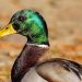 Meurthe-et-Moselle : Sauvetage d’un canard qui vivait avec une flèche d’arbalète dans le corps depuis plusieurs semaines