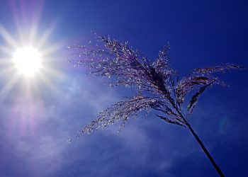 Canicule à Lyon : Un parc ouvert pendant deux nuits pour permettre aux habitants de dormir au frais