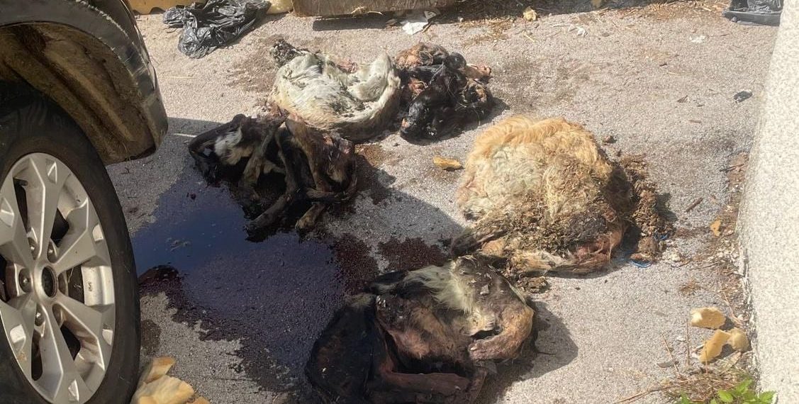 Doubs : Un charnier de chiens découvert chez une femme déjà condamnée pour maltraitance animale