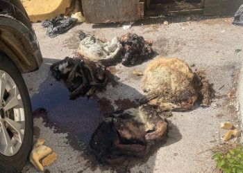 Doubs : Un charnier de chiens découvert chez une femme déjà condamnée pour maltraitance animale