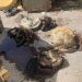 Doubs : Un charnier de chiens découvert chez une femme déjà condamnée pour maltraitance animale