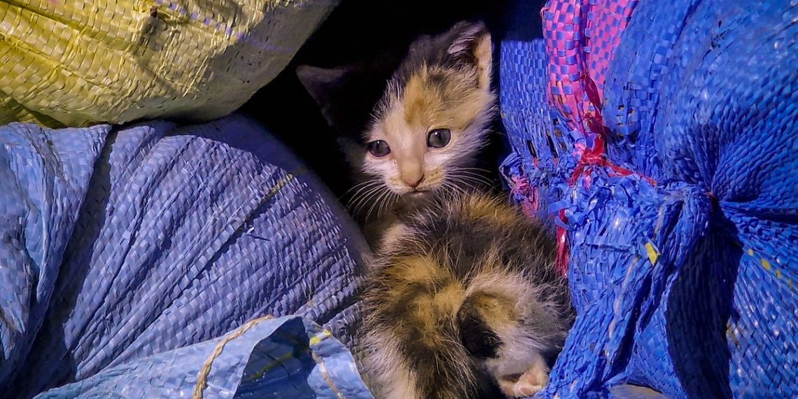 Bas-Rhin : Trois chatons vivants retrouvés dans un sac-poubelle au fond d’un conteneur