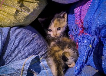 Bas-Rhin : Trois chatons vivants retrouvés dans un sac-poubelle au fond d’un conteneur