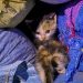 Bas-Rhin : Trois chatons vivants retrouvés dans un sac-poubelle au fond d’un conteneur