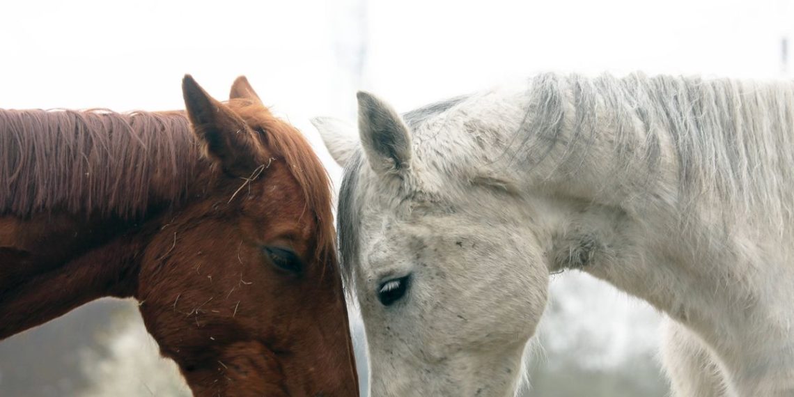 Chevaux mutilés en Normandie : Le suspect prétend avoir répondu à des pulsions