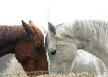 Chevaux mutilés en Normandie : Le suspect prétend avoir répondu à des pulsions