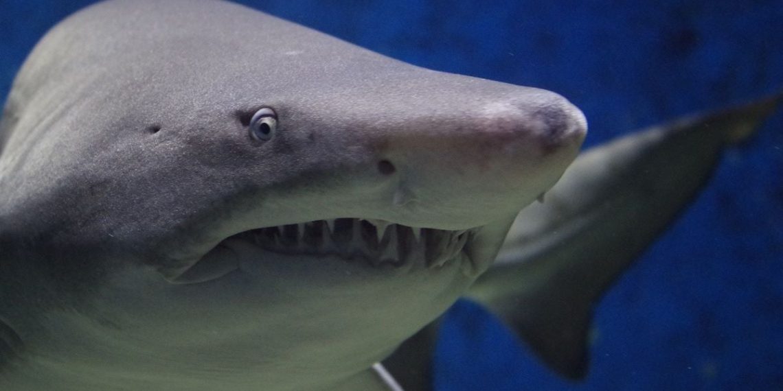 Australie : Un requin de cinq mètres attaque un surfeur et brise sa planche en deux