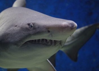 Australie : Un requin de cinq mètres attaque un surfeur et brise sa planche en deux