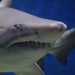 Australie : Un requin de cinq mètres attaque un surfeur et brise sa planche en deux