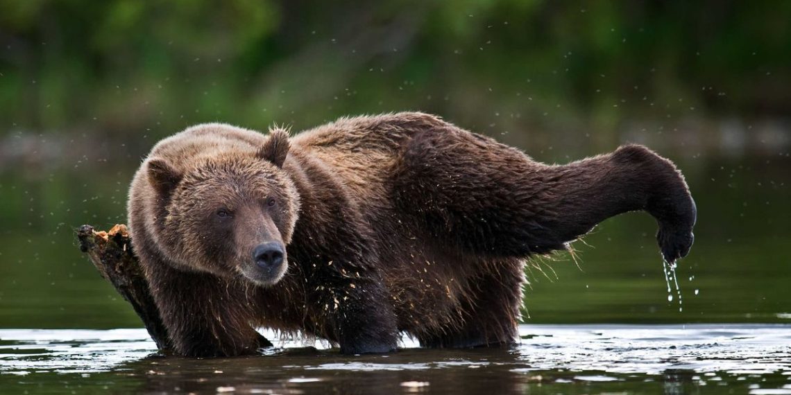 Etats-Unis : Un grizzli charge la mascotte d’une équipe de hockey sur glace lors d’un tournage