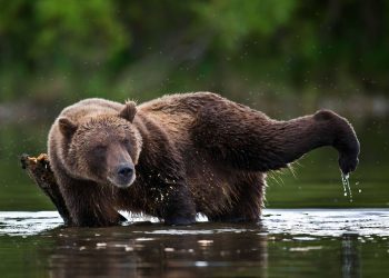 Etats-Unis : Un grizzli charge la mascotte d’une équipe de hockey sur glace lors d’un tournage