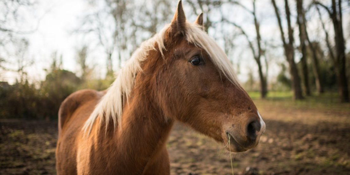 Normandie : Un suspect arrêté après une série de mutilations sur des chevaux