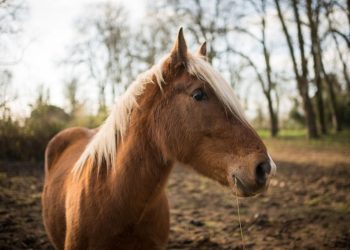 Normandie : Un suspect arrêté après une série de mutilations sur des chevaux