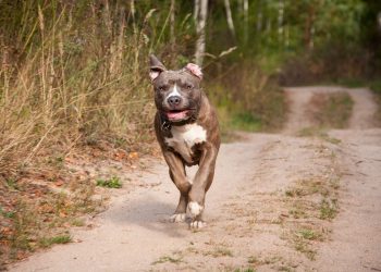 Etats-Unis : Intrigué par le comportement d’un chien, il le suit et retrouve ses maîtres inconscients