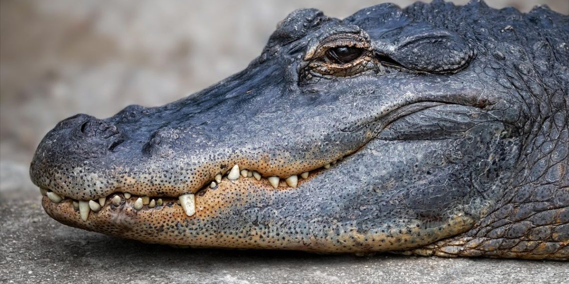 Etats-Unis : Un policier sort un alligator d’une piscine à mains nues et l’embarque dans sa voiture