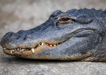 Etats-Unis : Un policier sort un alligator d’une piscine à mains nues et l’embarque dans sa voiture