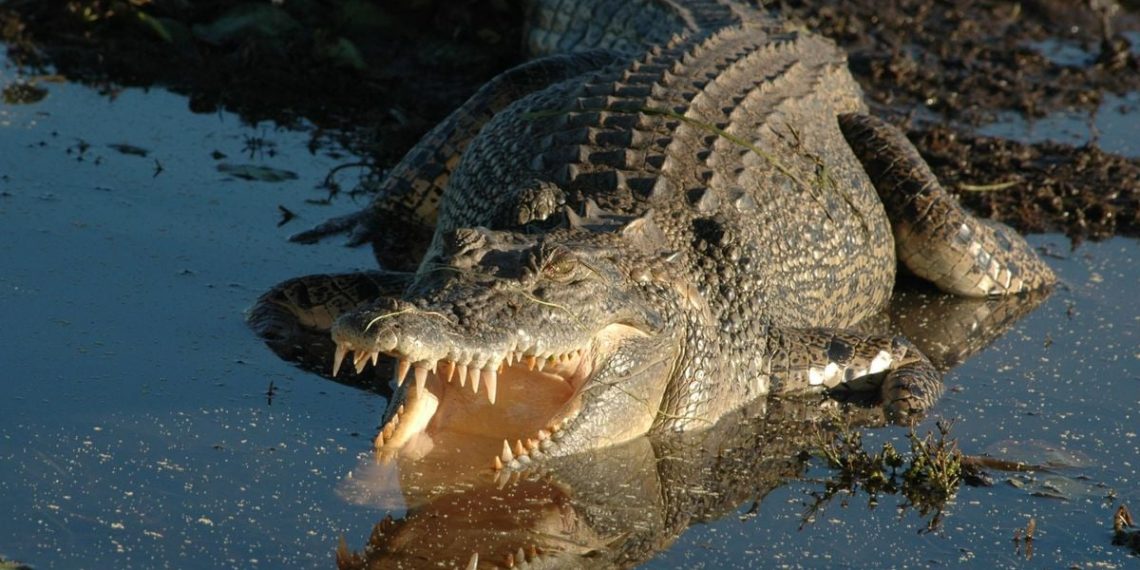 Indonésie : Un père de famille décède après avoir été attaqué par un crocodile