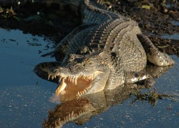 Indonésie : Un père de famille décède après avoir été attaqué par un crocodile