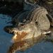 Indonésie : Un père de famille décède après avoir été attaqué par un crocodile