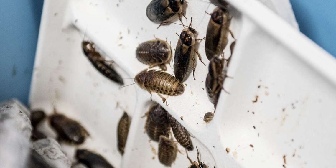 Val-d’Oise : Une boucherie infestée de blattes fermée par le préfet