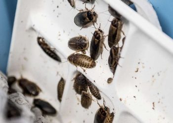 Val-d’Oise : Une boucherie infestée de blattes fermée par le préfet