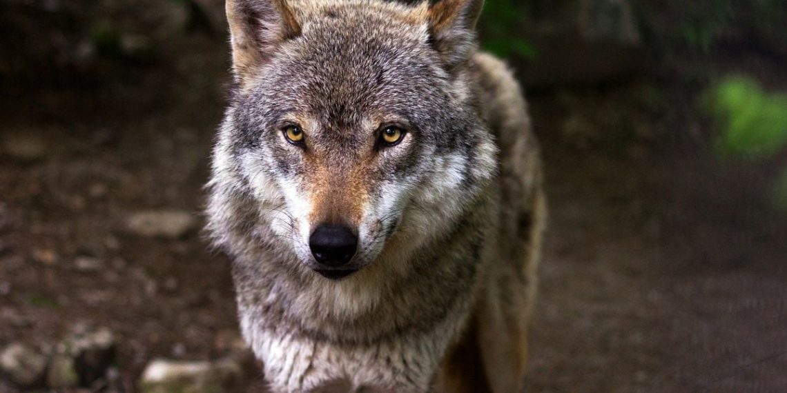 Savoie : Un loup attaque un troupeau et tue un agneau sous les yeux d’un groupe de randonneurs