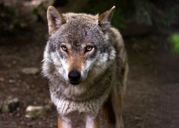 Savoie : Un loup attaque un troupeau et tue un agneau sous les yeux d’un groupe de randonneurs