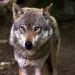 Savoie : Un loup attaque un troupeau et tue un agneau sous les yeux d’un groupe de randonneurs